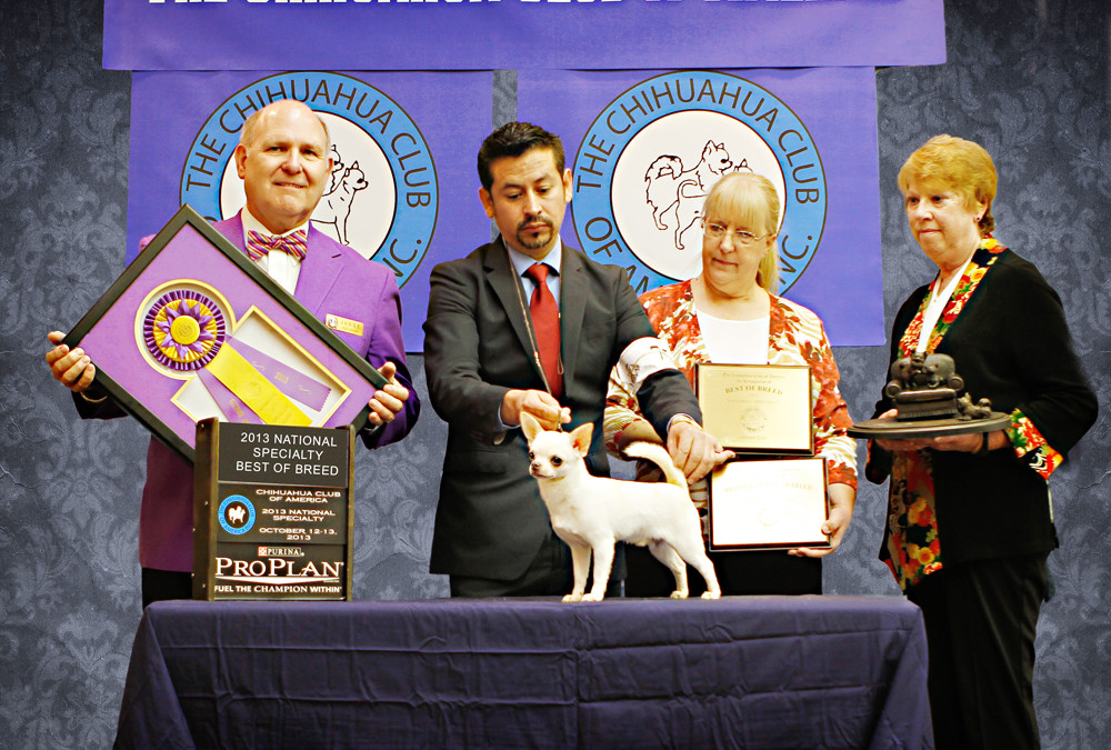 2013 CCA Fall National Specialty