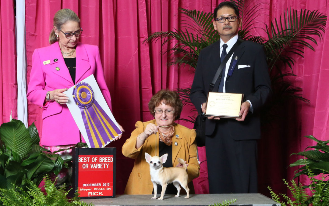 2013 CCA Eukanuba Specialty