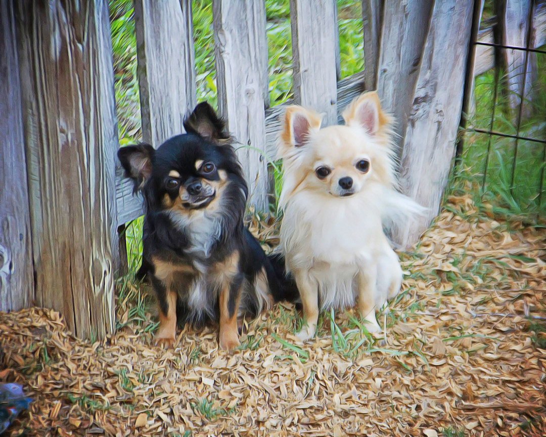 Colors & Markings | The Chihuahua Club of America