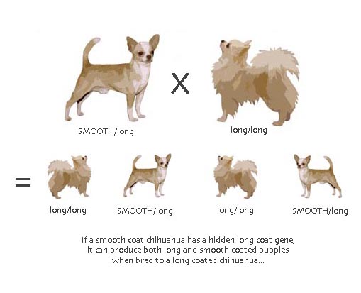 short coat chihuahua