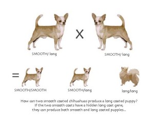 Chihuahua Coat Genetics