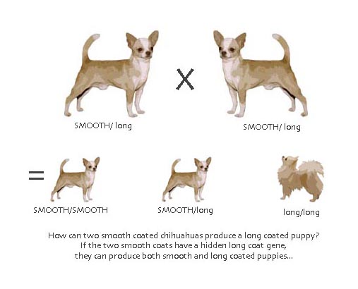 Chihuahua Coat Genetics
