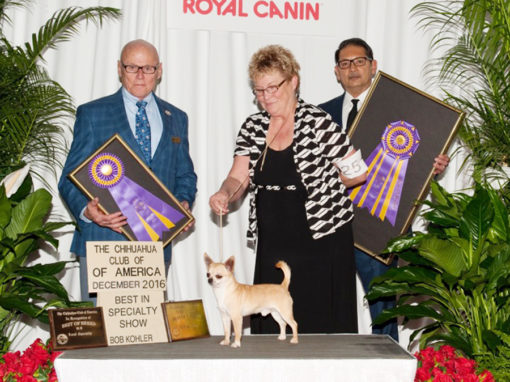 2016 CCA Regional – Royal Canin