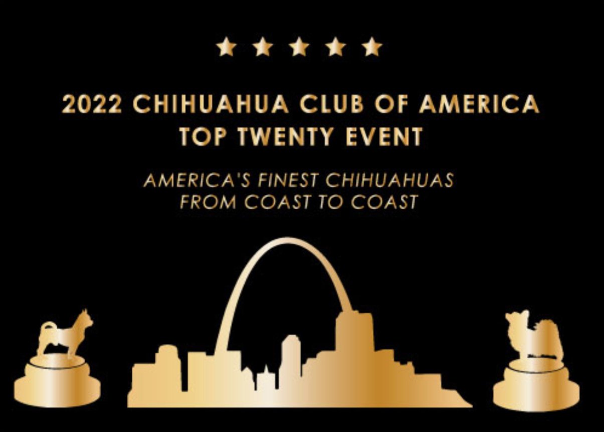 Chihuahua Club Top 20